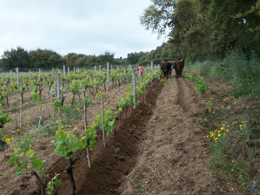 Agriturismo Rocca Su Moru Villa Arbus Eksteriør bilde
