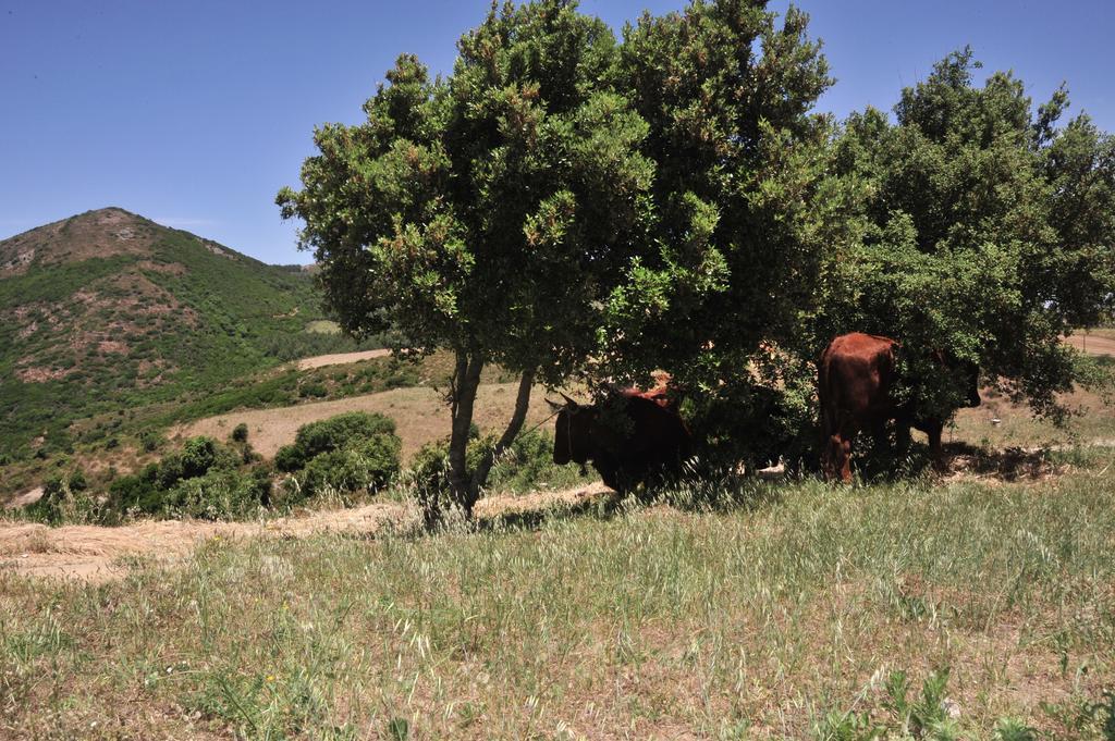Agriturismo Rocca Su Moru Villa Arbus Eksteriør bilde