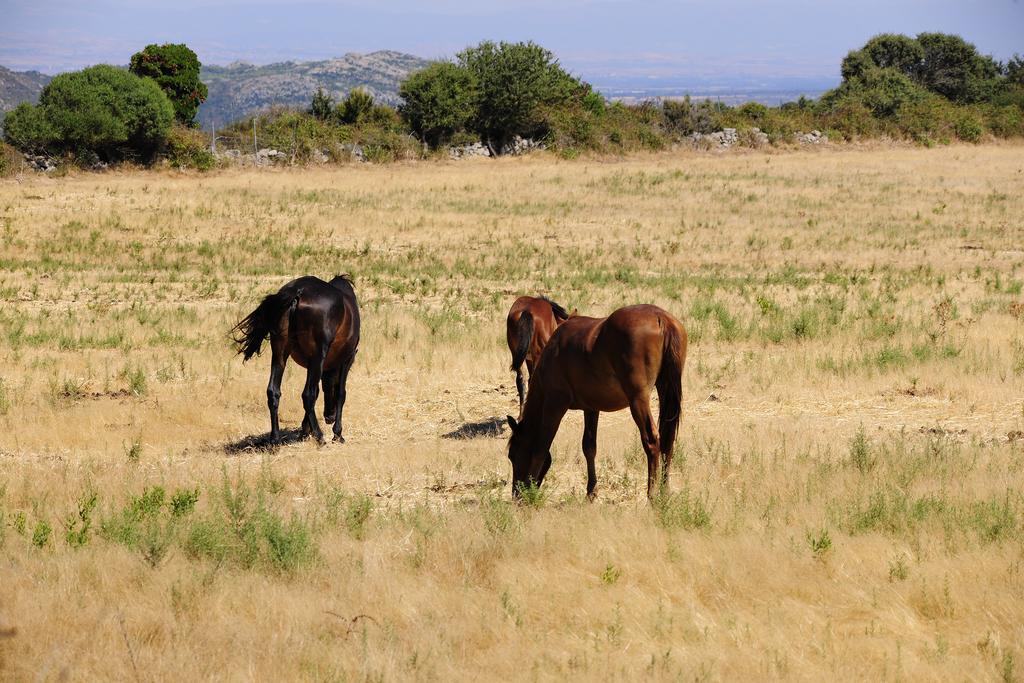Agriturismo Rocca Su Moru Villa Arbus Eksteriør bilde